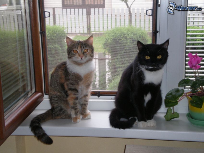 katter, fönster