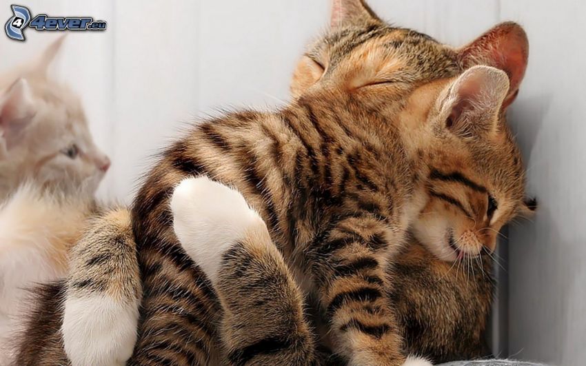 katter, kram