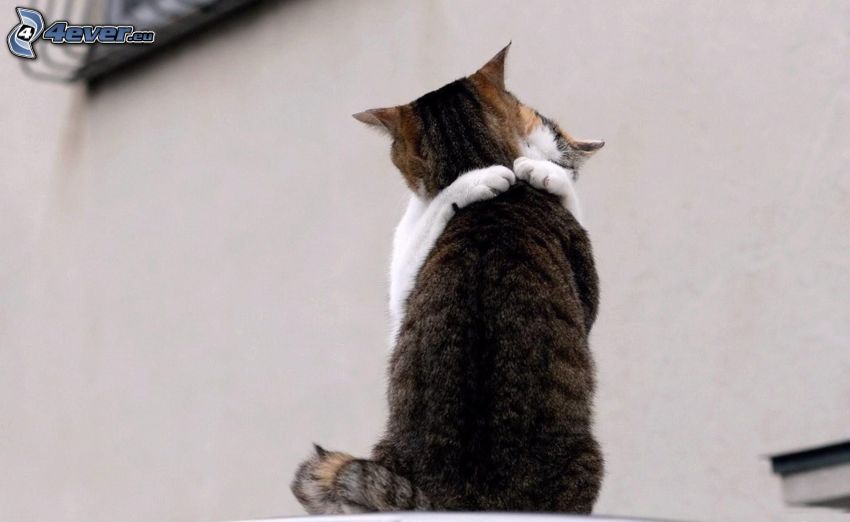 katter, kram