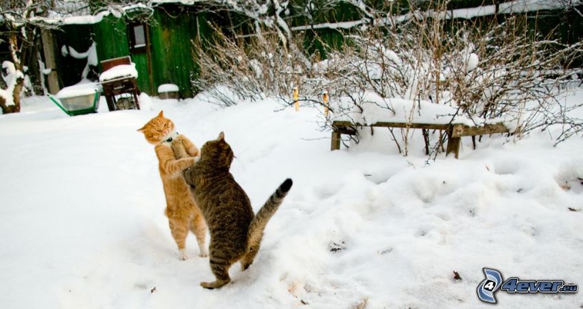 katter, snö