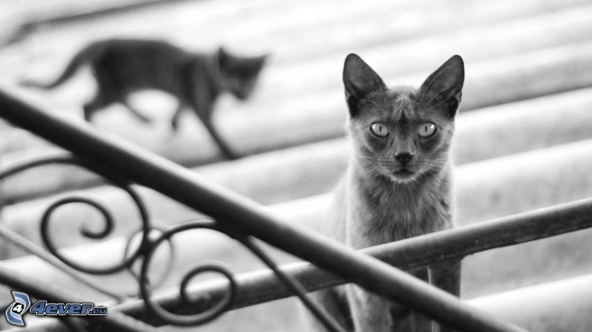 katter, trappor, räcke, svartvitt foto