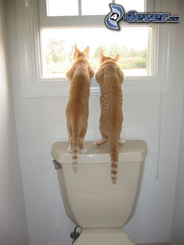 katter, WC, rödhårig katt