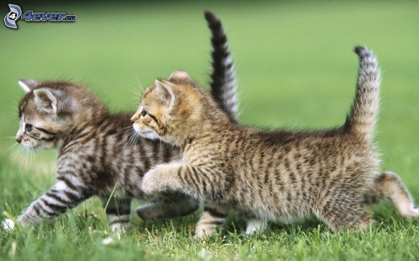 kattungar, gång, gräs