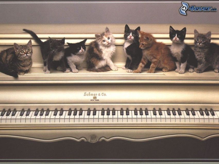 kattungar, kärlek, piano
