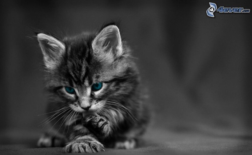 kattunge, blå ögon