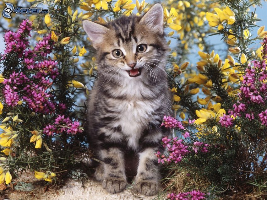 kattunge, blommor