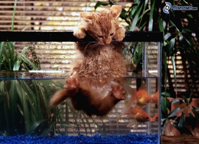 kattunge, fisk, akvarium