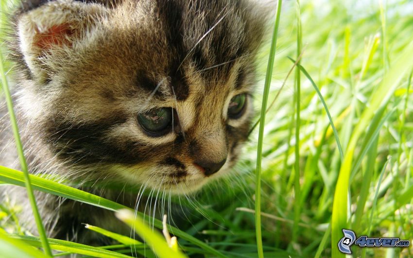 kattunge, gräs