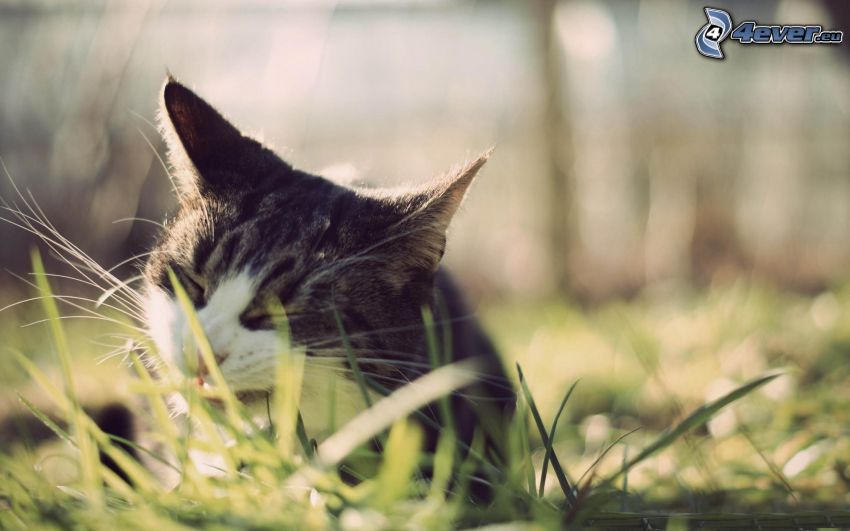kattunge, katt i gräs