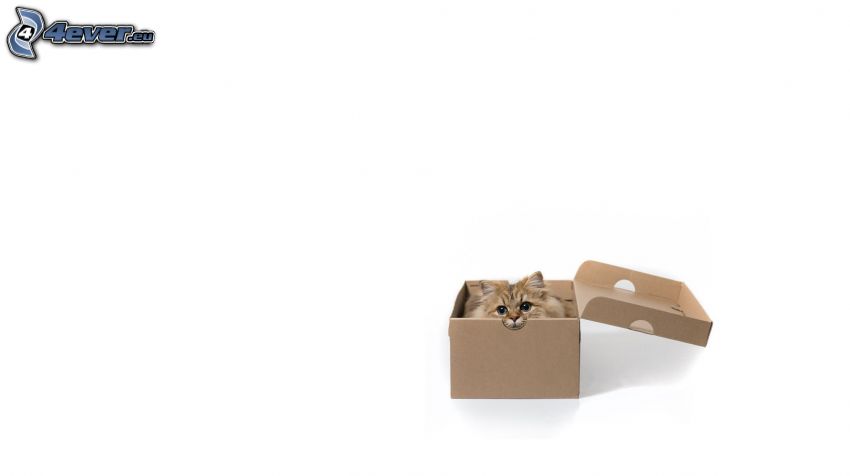 kattunge i låda