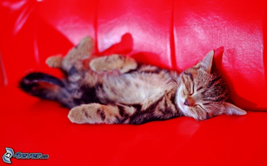 Kattunge på soffa, sömn