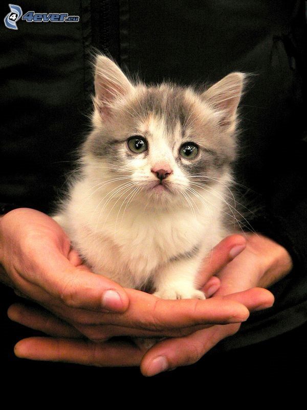 liten grå kattunge, händer