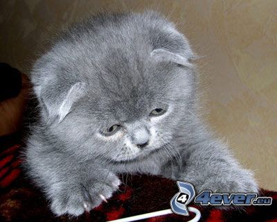 liten grå kattunge, hårig katt