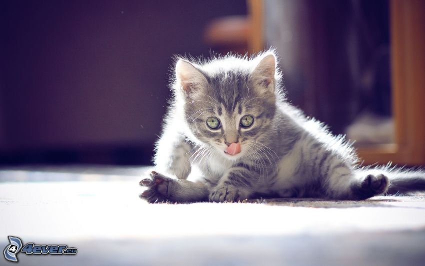 liten grå kattunge