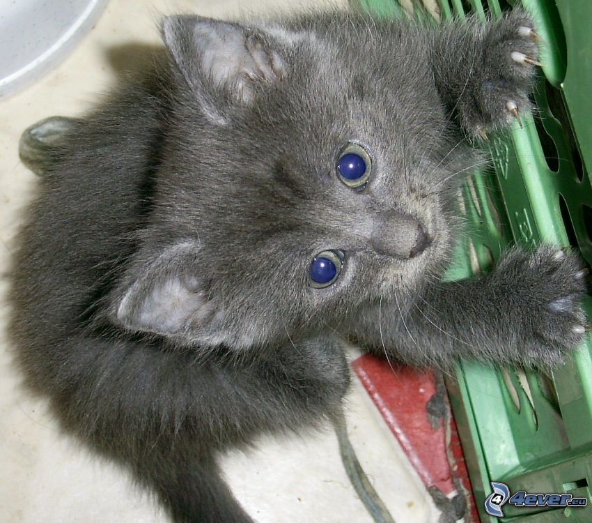 liten kattunge, grå katt