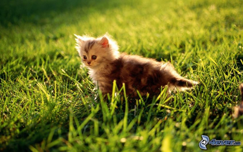 liten kattunge, katt i gräset