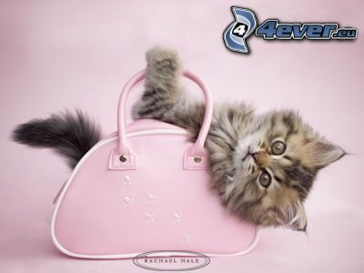liten kattunge, rosa handväska