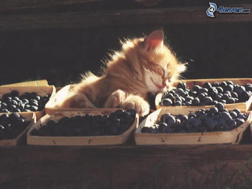 liten rödhårig kattunge, blåbär, slöande, lådor