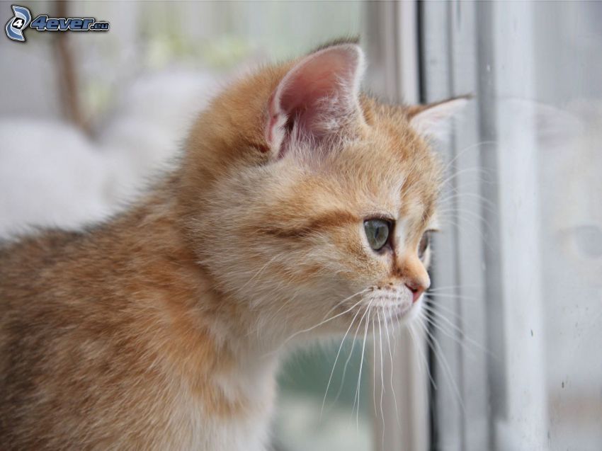 liten rödhårig kattunge, fönster