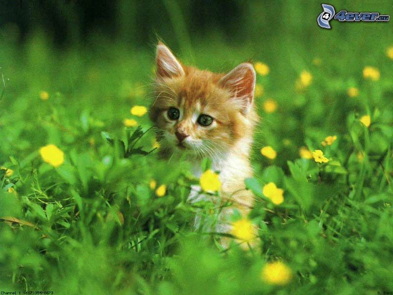 liten rödhårig kattunge, gräs