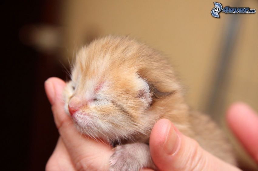 liten rödhårig kattunge, hand
