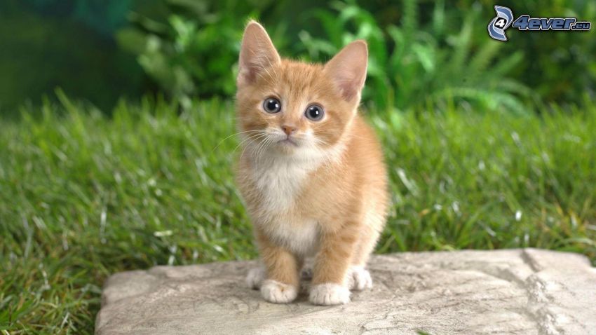 liten rödhårig kattunge