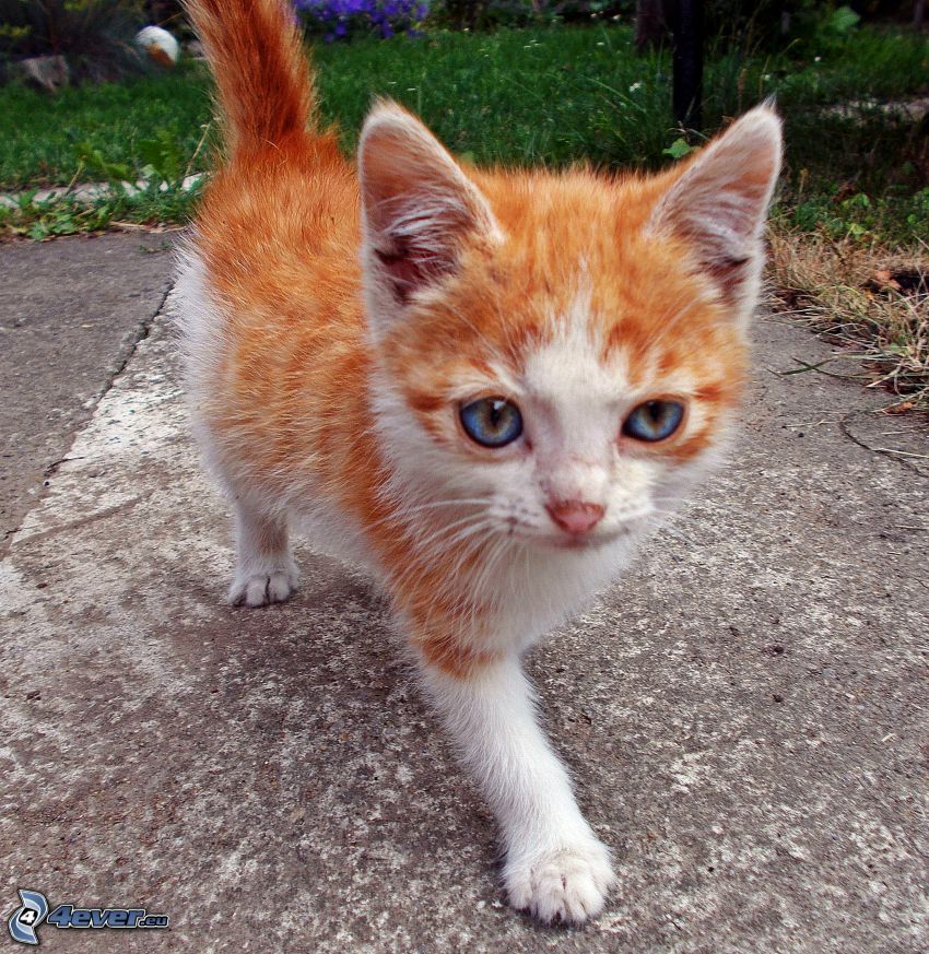 liten rödhårig kattunge