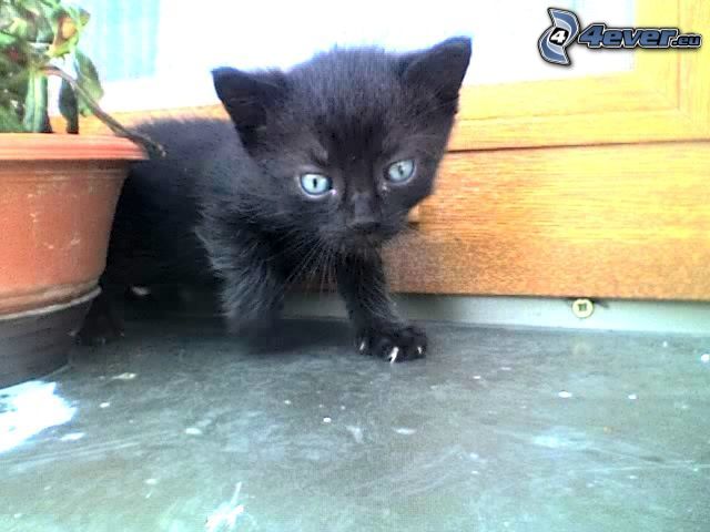 liten svart kattunge, fönster, blomma