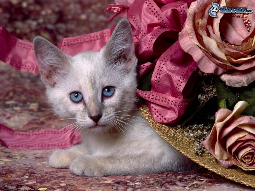 liten vit kattunge, blå ögon, rosor
