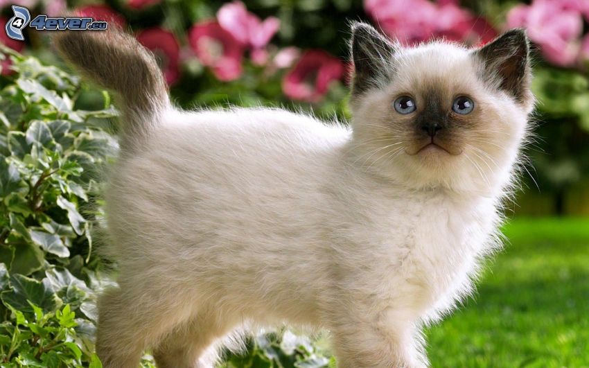 liten vit kattunge, blå ögon
