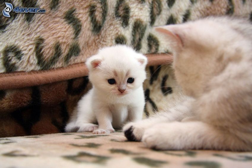 liten vit kattunge, vit katt