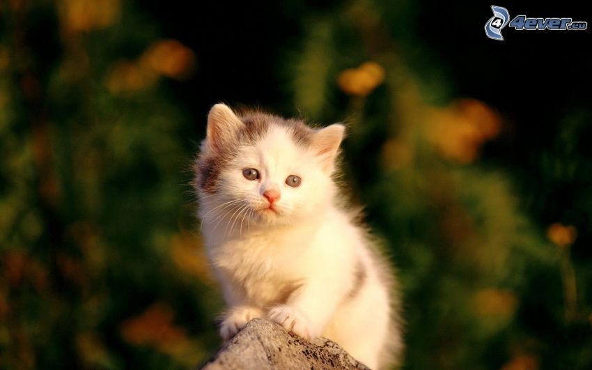liten vit kattunge