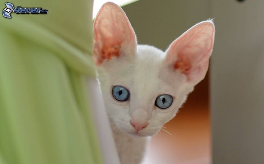 liten vit kattunge