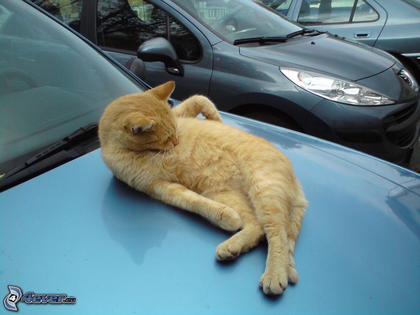rödhårig katt, motorhuv, vila, slöande