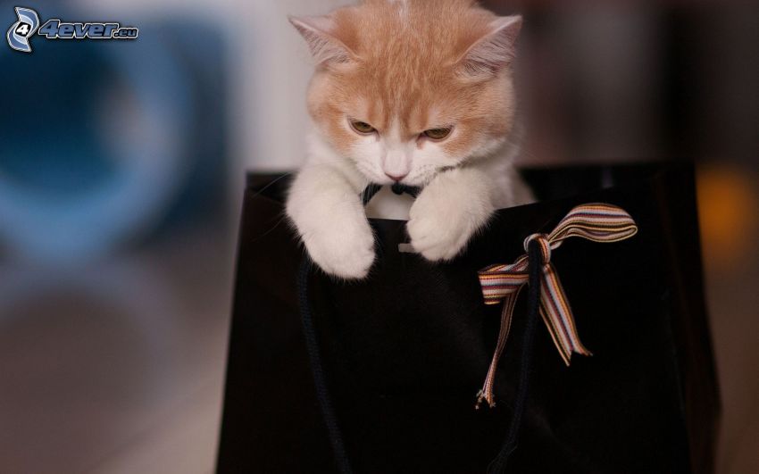 rödhårig katt, väska