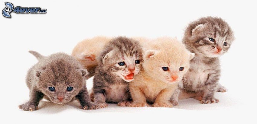 små kattungar