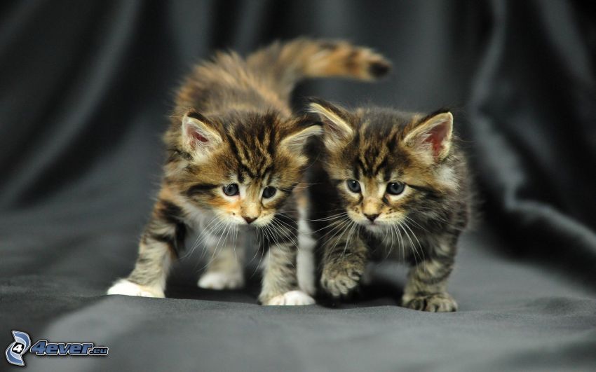 små kattungar