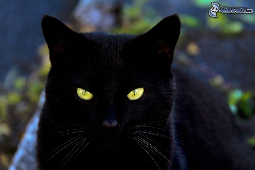 svart katt, kattblick