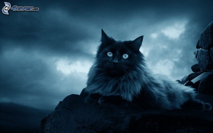 svart katt, mörk himmel