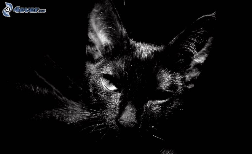 svart katt