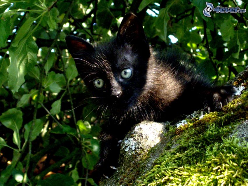 svart kattunge, träd, löv, mossa