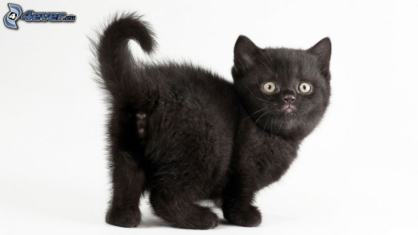 svart kattunge