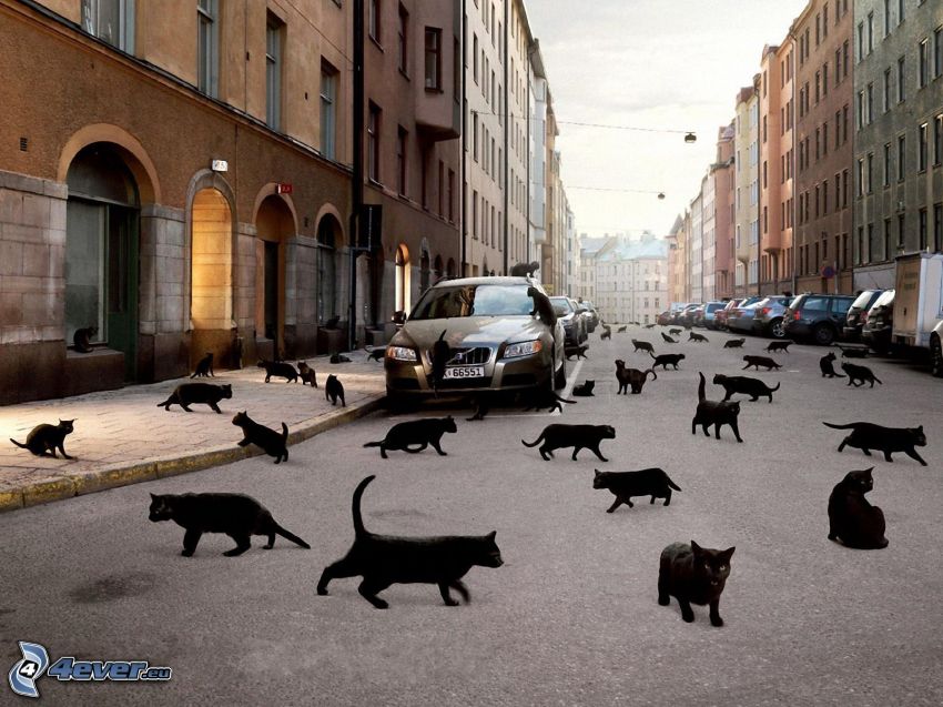 svarta katter, gata