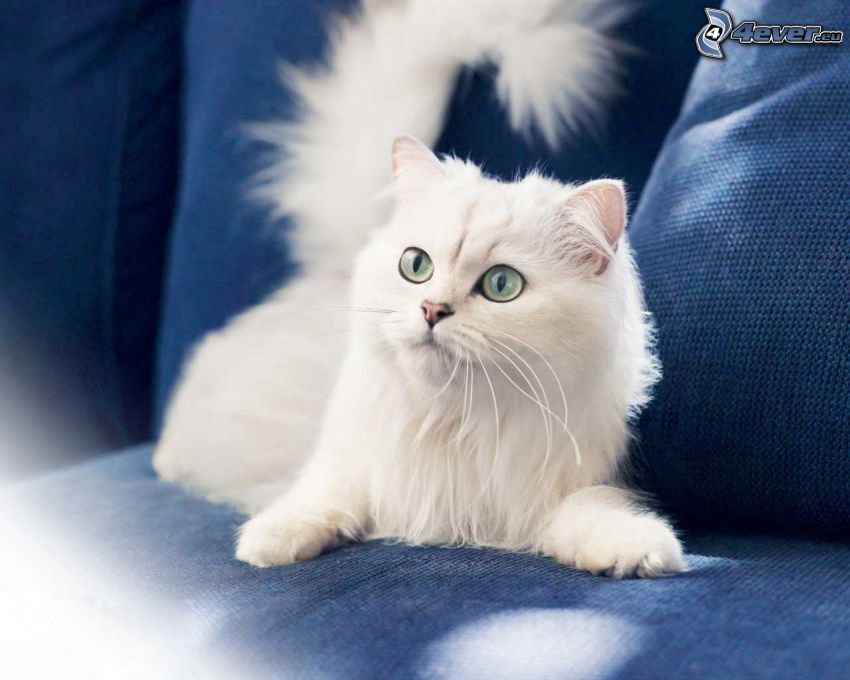 vit katt, blick