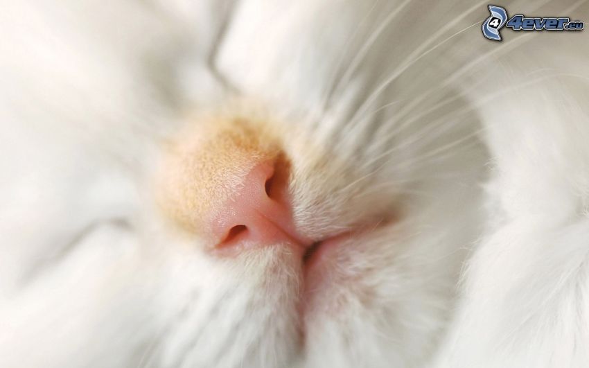 vit katt, mustasch