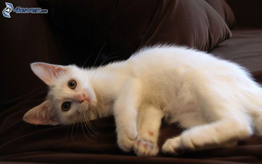 vit katt, soffa