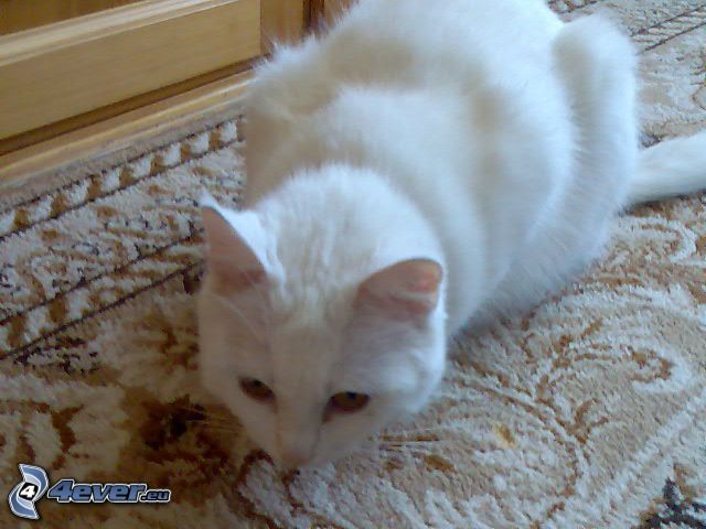 vit katt