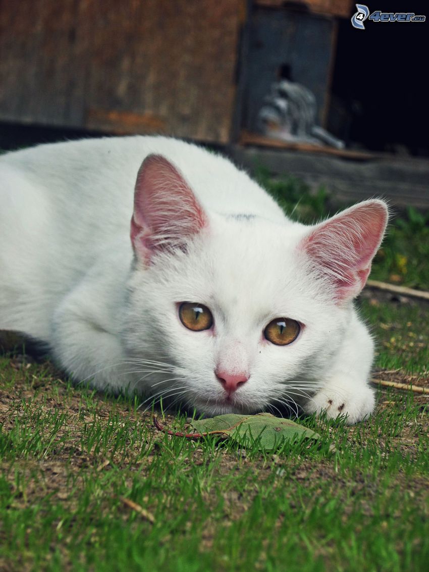 vit katt