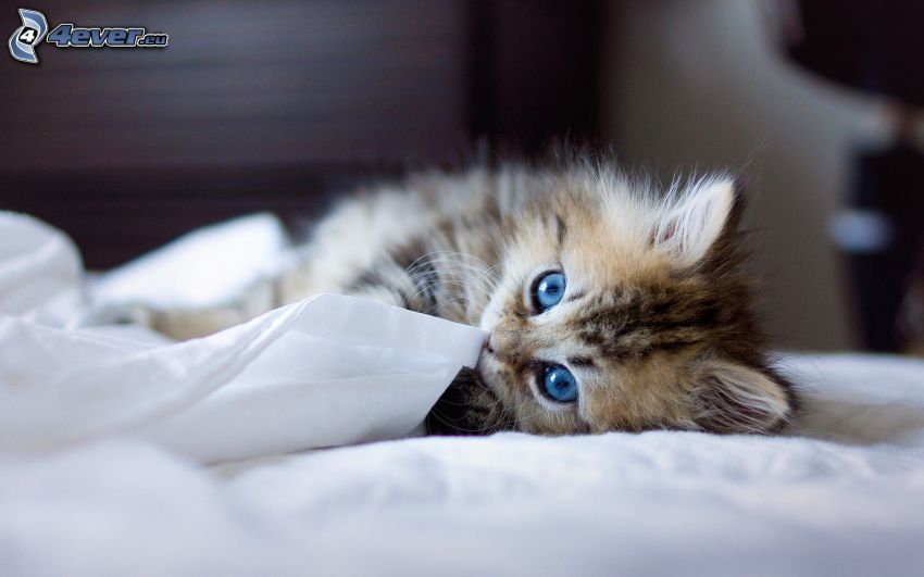 kattunge, blå ögon