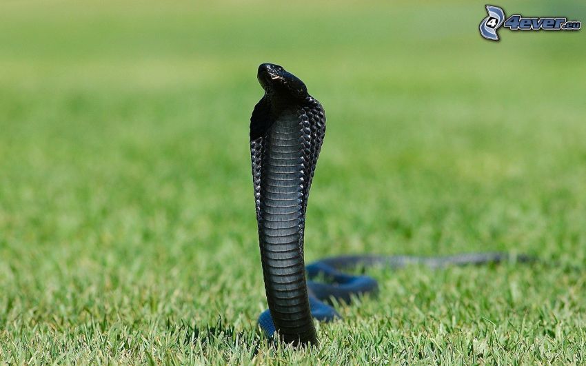 kobra, gräsmatta